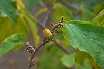 Hamamelis x intermedia - vilín prostřední - plod (tobolka) a pupeny (květní)